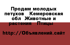 Продам молодых петухов - Кемеровская обл. Животные и растения » Птицы   